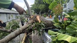 Polisi: Tak Ada Korban Jiwa Akibat Pohon Tumbang di Jaksel