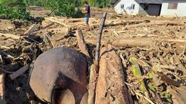 Gajah Sumatera Ditemukan Mati Setelah Terseret Banjir Bandang di Aceh
