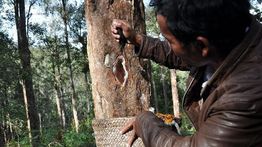 Operasional PT Toba Pulp Lestari Resmi Dihentikan Sementara, Pasokan Kayu dan Produksi Terhenti