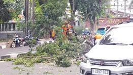 BPBD Laporkan Satu Warga Luka Ringan Akibat Pohon Tumbang Di Jakarta Selatan