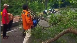 Mahasiswa Universitas Sultan Ageng Tirtayasa Tewas Tertimpa Pohon Besar