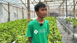 Petani Milenial Syukuri Peluang Jadi Pemasok Sayuran Program MBG