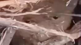 Viral Anak Ini Selamat Ditemukan Terkubur Kayu dan Lumpur saat Banjir Sumatera