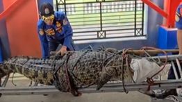 VIDEO: Penampakan Buaya Berbobot 200 Kg, Gegerkan Warga Bantargebang