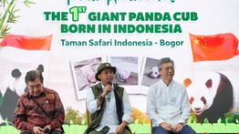 Menhut Nilai Kelahiran Bayi Panda Perkuat Peran Indonesia di Konservasi Global