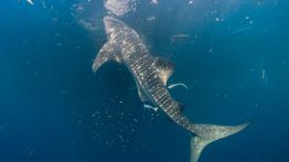 Tandai 4 Hiu Paus, Langkah Nyata PIS Lindungi Raksasa Lautan Indonesia