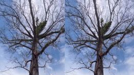 Pohon Randu Alas Borobudur Batal Ditebang, Isu Mistis Ramai Diperbincangkan