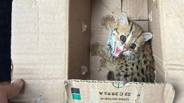 Kemenhut Gagalkan Perdagangan Satwa Dilindungi di Magelang