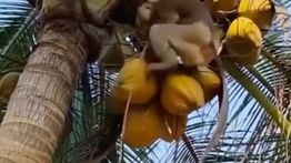 SPPG di Padang Sajikan Rendang Istimewa, Olah Bumbu dari Santan Kelapa Petikan Beruk Terlatih