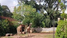 Kemenhut Pastikan Keamanan Satwa Usai Izin Bandung Zoo Dicabut