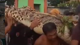 VIDEO: Penampakan Buaya Raksasa Ditangkap Warga di Babelan