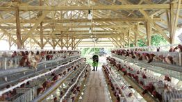 Berkat MBG, Petelur di Sumba Barat Daya NTT Bisa Pasok 4.000 Butir per Hari