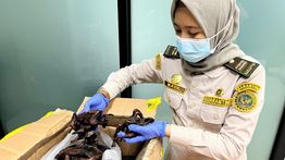 PLBN Aruk Gagalkan Penyelundupan Daging Kelelawar Berisiko Zoonosis