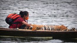 Kisah Dokter Yanti yang Seperahu dengan Harimau Sumatera, Selamatkan dari Kepunahan