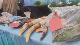 Polda Riau Bongkar Sindikat Pemburu Gajah, 9 Ekor Tewas Sejak 2024