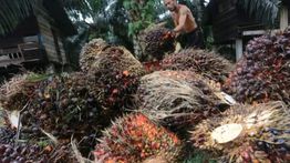 BRIN Kembangkan Inacell dari Limbah Sawit untuk Industri Farmasi hingga Kosmetik