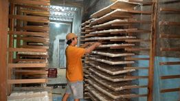 Rezeki Pengusaha Tempe dari Dapur MBG: Produksi Naik 100%, Kini Bisa Beli Mesin dan Rekrut Tetangga