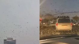 Komplotan Burung Gagak &lsquo;Kepung&rsquo; Tel Aviv di Tengah Perang, Pertanda Buruk?