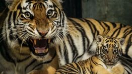 Anak Harimau Benggala di Bandung Zoo Mati, BBKSDA Lakukan Pemeriksaan
