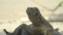 Polisi Bongkar Jaringan Internasional Penyelundupan Komodo dari NTT ke Thailand