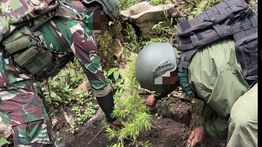 Polri-TNI Temukan Ladang Ganja di Pegunungan Bintang Papua