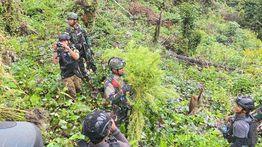 TNI Bongkar Ladang Ganja Siap Panen di Papua