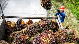 Industri Sawit RI Dinilai Berpeluang Besar Terapkan Ekonomi Sirkular