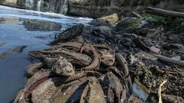 Pemkot Jaksel Gelar Operasi Tangkap Ikan Sapu-Sapu