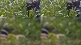 Warga Bogor Digegerkan Penemuan Mayat Pria di Kebun Jagung