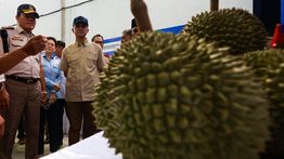 Mentrans Lepas Ekspor 459 Ton Durian Parigi Moutong Senilai Rp42,5 Miliar ke China