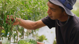 Harga Sayur Lebih Stabil Setelah Ada MBG, Petani Boyolali Harap Program Terus Berlanjut