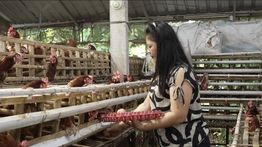 MBG Gerakkan Ekonomi Mikro, Peternak Telur Rumahan Rasakan Manfaat Nyata