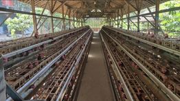 Sempat Sulit Terjual, Kini Seluruh Telur Peternak Ayam Ini Terserap Berkat MBG