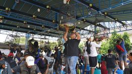 Kicau Mania!!! Industri Burung Kicau Bernilai Fantastis Tembus Rp2 T per Tahun