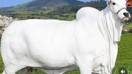 Ini Sapi Paling Mahal di Dunia, Harganya Tembus Rp76 M