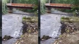 VIDEO: Seorang Warga Terseret Arus Sungai Ciumbuleuit