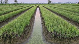 Jelang Idul Adha, Kementan Jaga Pasokan Bawang Merah Nasional