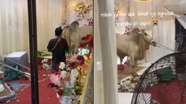 Sapi Kurban Ngamuk Jelang Disembelih, Tenda Akad Nikah di Banyumas Rusak