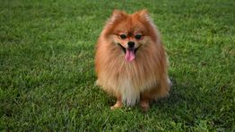 Viral Pria Lecehkan Anjing Pomeranian di Kafe Jakut, Polisi Lakukan Penyelidikan
