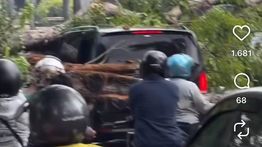 Pohon Tumbang di Kelapa Gading, Timpa Mercedes-Benz dan Taksi