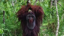 Menhut Siapkan Kawasan Preservasi 87 Ribu Hektare untuk Lindungi Habitat Orangutan di Kaltim
