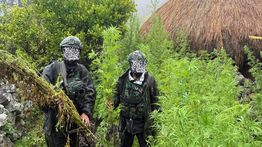 Langkah Tegas Demi Masa Depan Papua: 5.000 Batang Ganja Berhasil Diungkap Koops TNI Habema