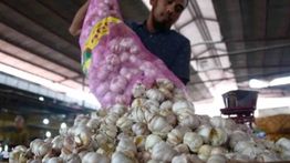 BRIN Gandeng UGM Ciptakan Teknologi Benih Bawang Putih Super