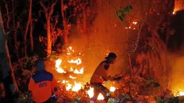 Kebakaran di Perbatasan Situbondo-Bondowoso Hanguskan 4 Hektare Hutan
