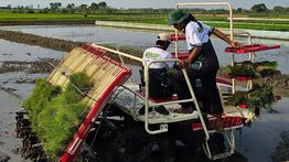 BPS Proyeksi Produksi Beras Nasional Tembus 28,71 Juta Ton hingga September 2026