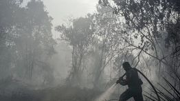 TNI Kerahkan 14.167 Personel untuk Tangani Kebakaran Hutan di Indonesia