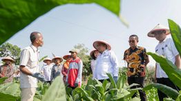 Kemitraan Tembakau Dorong Produktivitas dan Kesejahteraan Petani Rembang