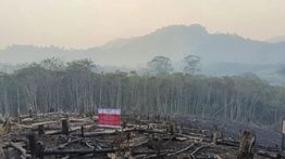 Kemenhut Beri Sanksi 6 Perusahaan di Kalimantan akibat Karhutla