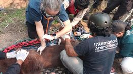 Orang Utan Sempurna Mati, Diduga Terdampak Paparan Asap Karhutla