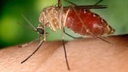 Sembilan Orang di Belanda Terinfeksi Virus West Nile, Satu Meninggal